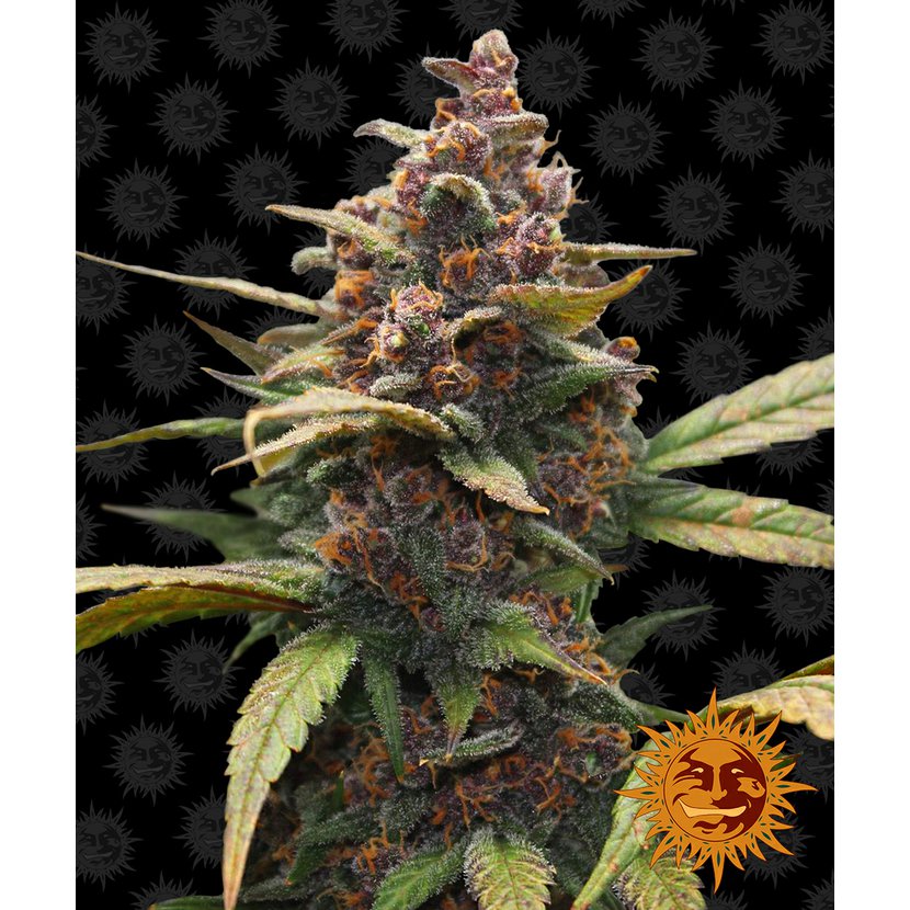 ayahuasca-purple-main.jpg