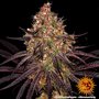 ayahuasca-purple-support-2.jpg