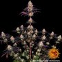 ayahuasca-purple-support-3.jpg