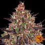 ayahuasca-purple-support-4.jpg