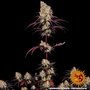 ayahuasca-purple-support-5.jpg