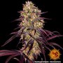 ayahuasca-purple-support-6.jpg