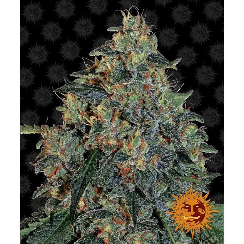 blueberry-og-main.jpg