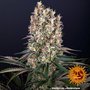 blueberry-og-support-5.jpg