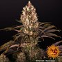 blueberry-og-support-8.jpg